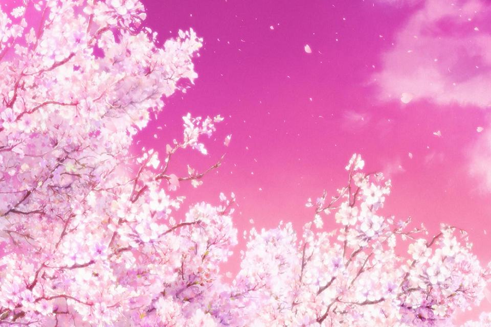Anime Cherry Blossom Desktop Wallpaper  PixelsTalkNet
