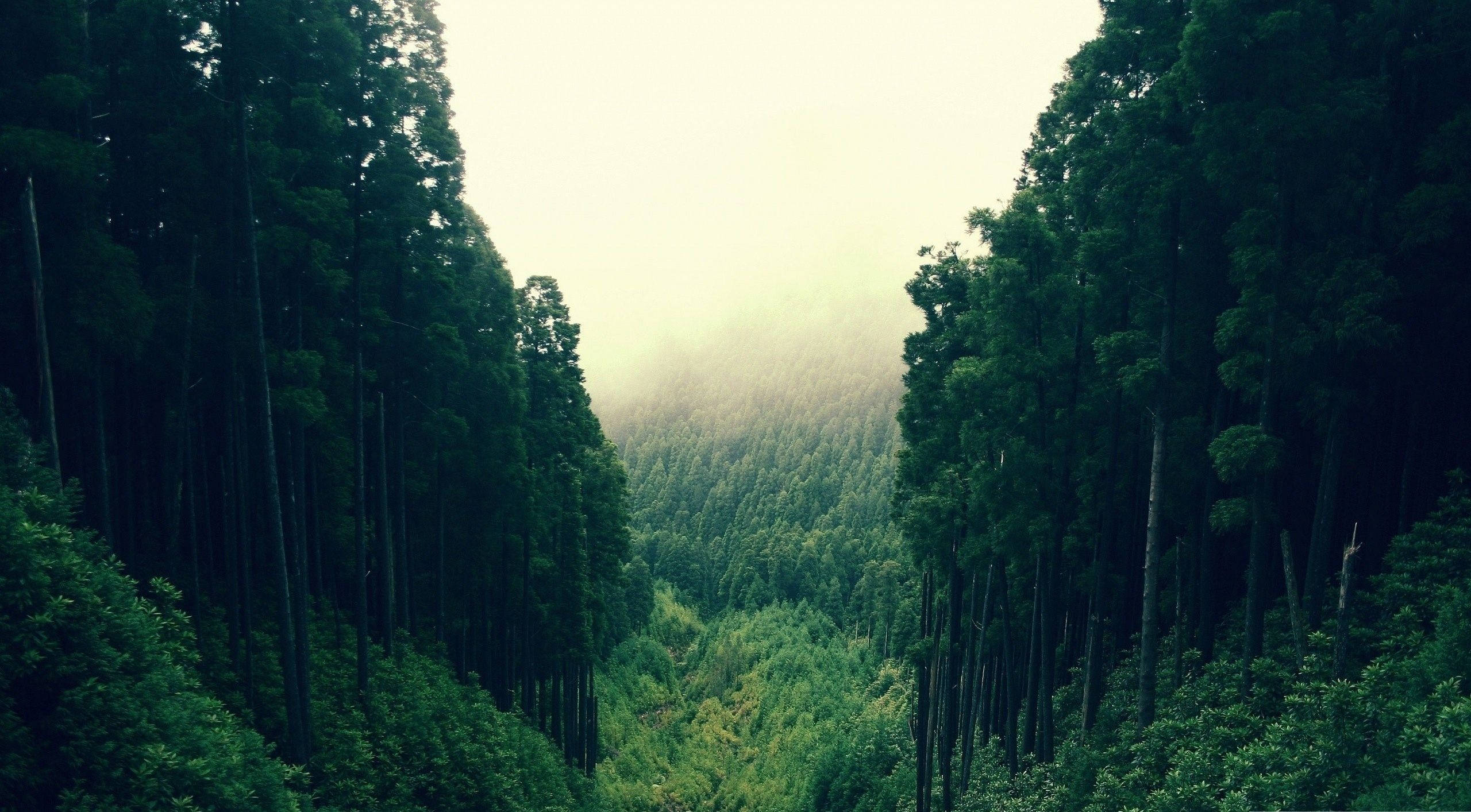 Majestic Forest Wallpaper