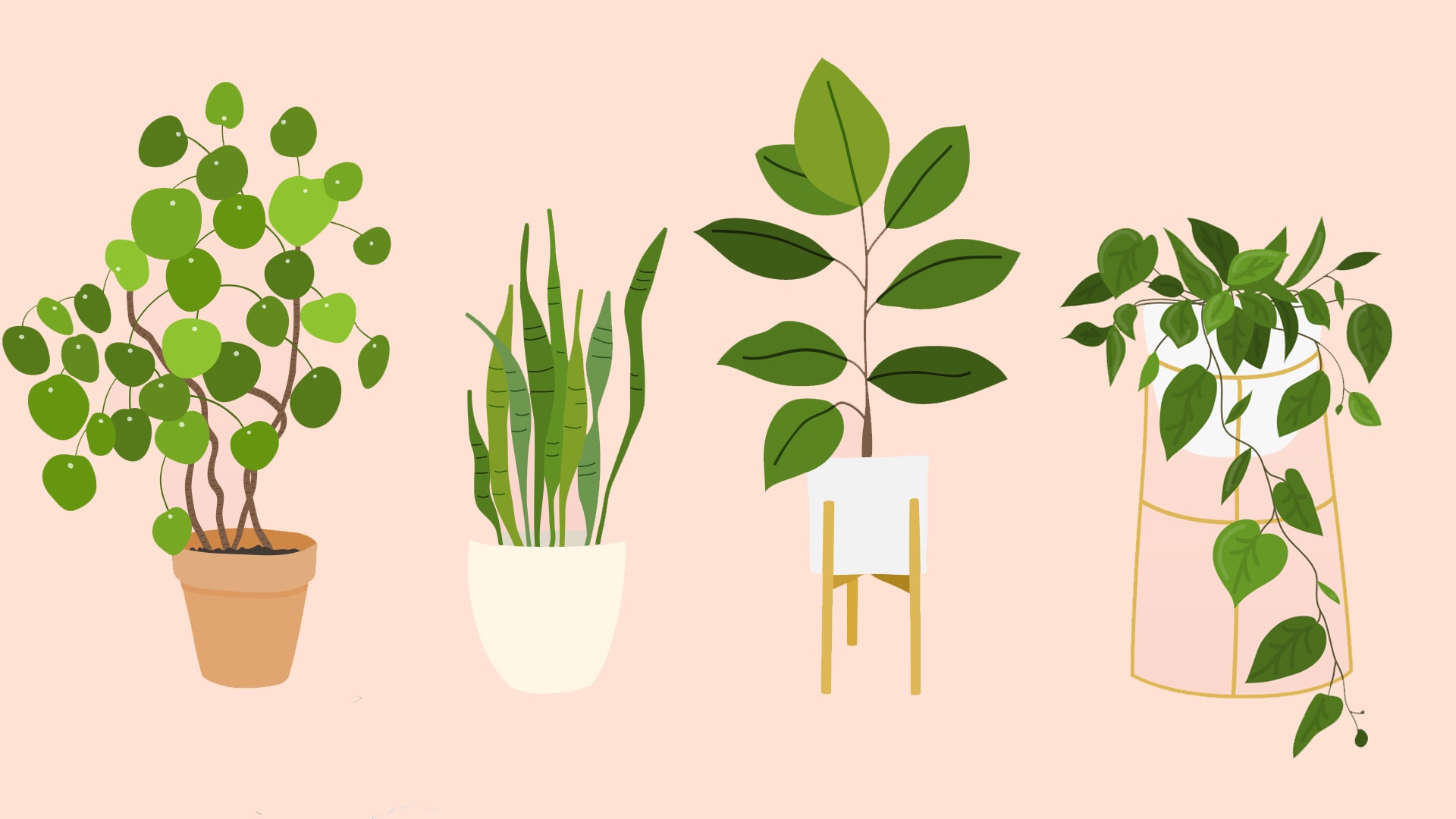 The Best Houseplants That Basically Anyone Can Keep Alive Sheknows