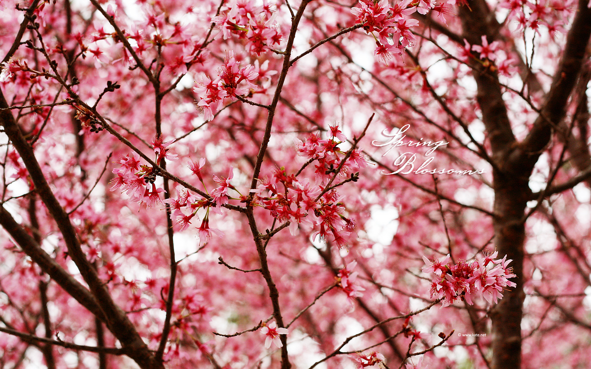Spring Blossoms Wallpaper Photos Kate Created
