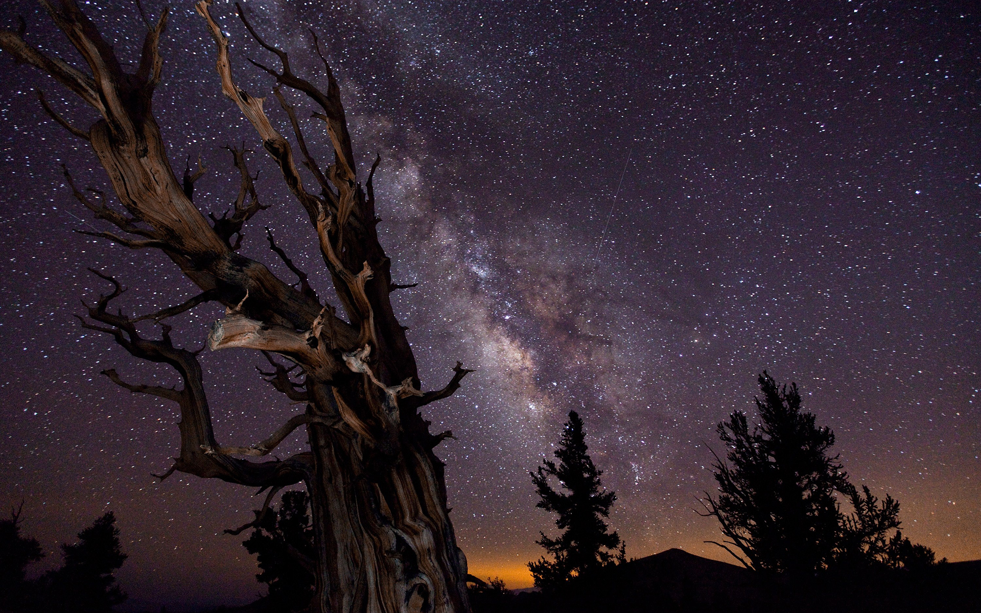 Tree Night Stars Galaxy Milky Way Wallpaper Background
