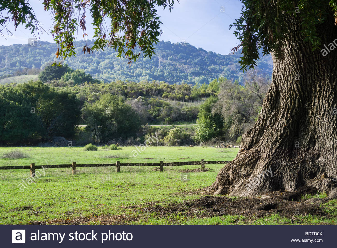 Old California Bay Laurel Tree On A Green Meadow Deer Grazing In