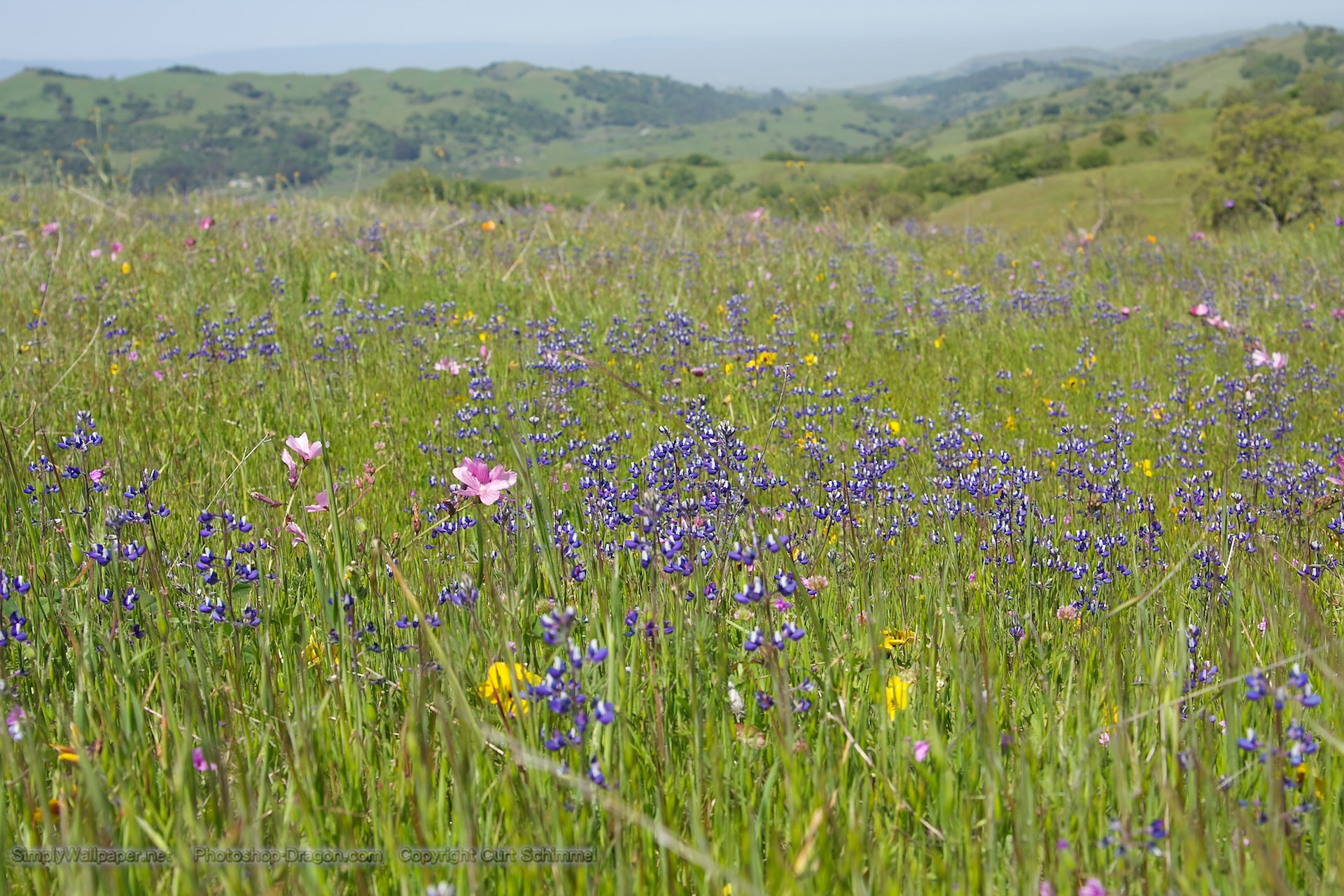 Field Meadow Of Wildflowers
