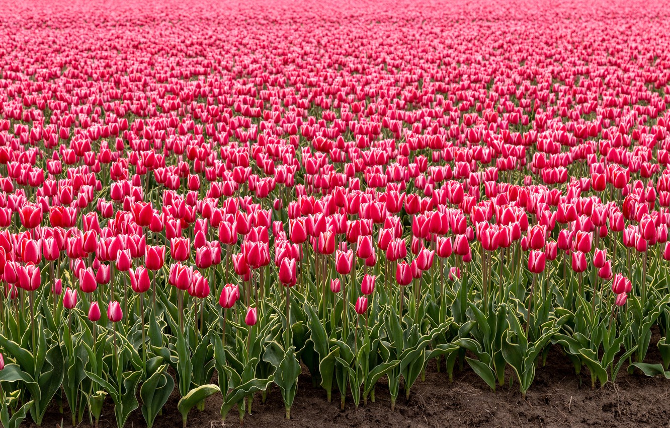 Wallpaper Field Flowers Spring Tulips Pink Buds A Lot