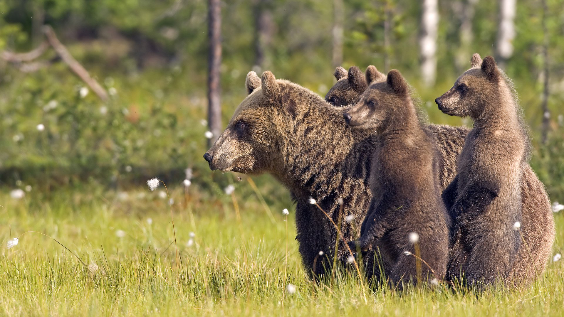 Desktop Bear Wallpaper