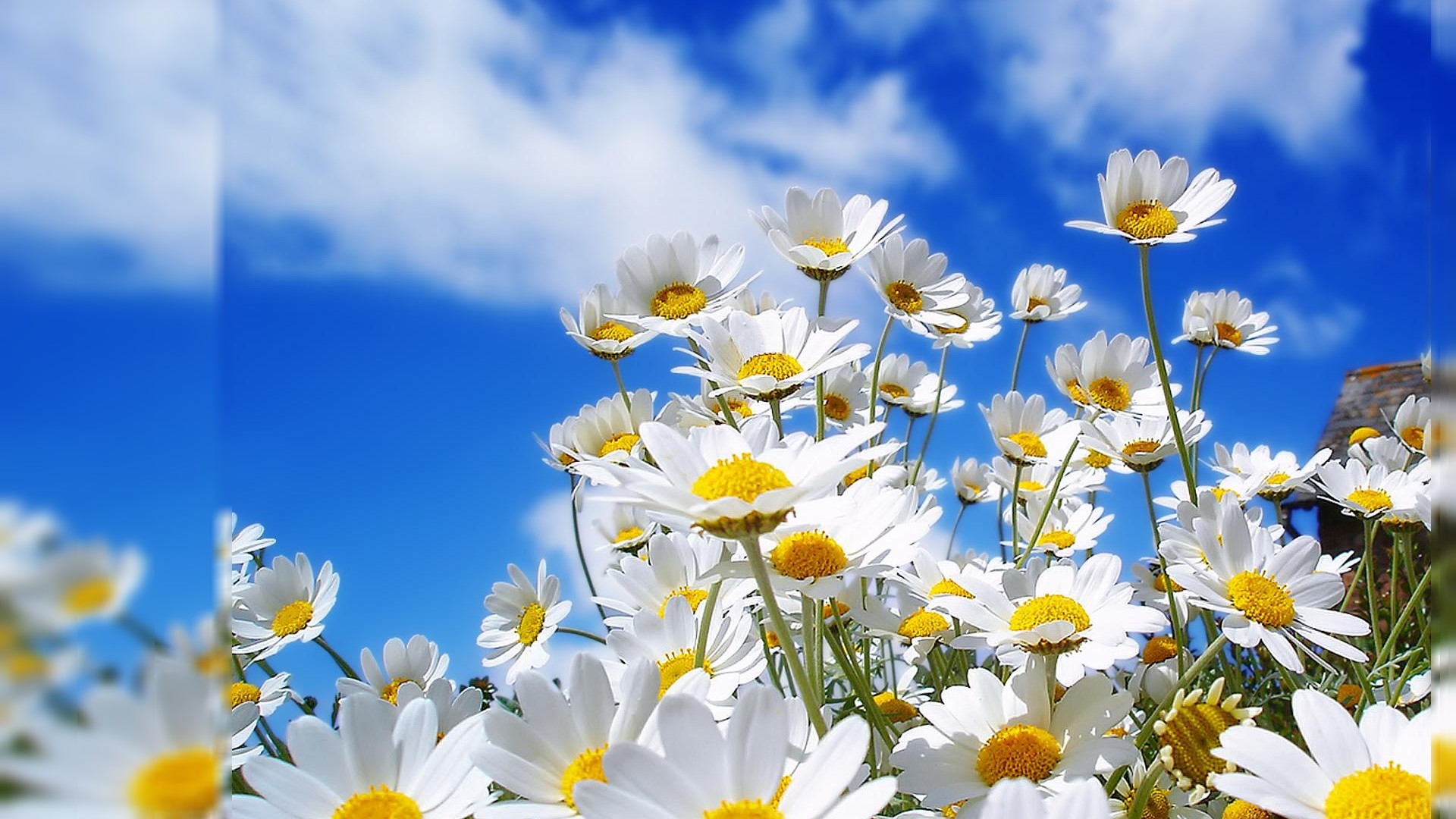 May Flowers Wallpaper HD Desktop Image