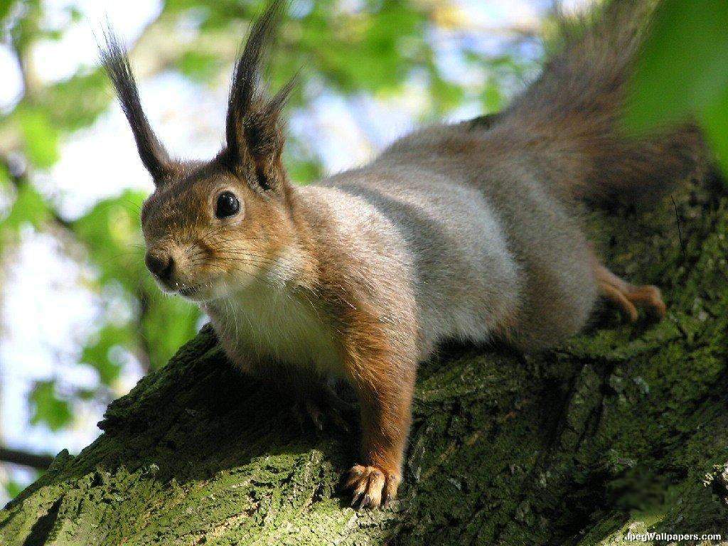 Gallery For Squirrel Wallpaper