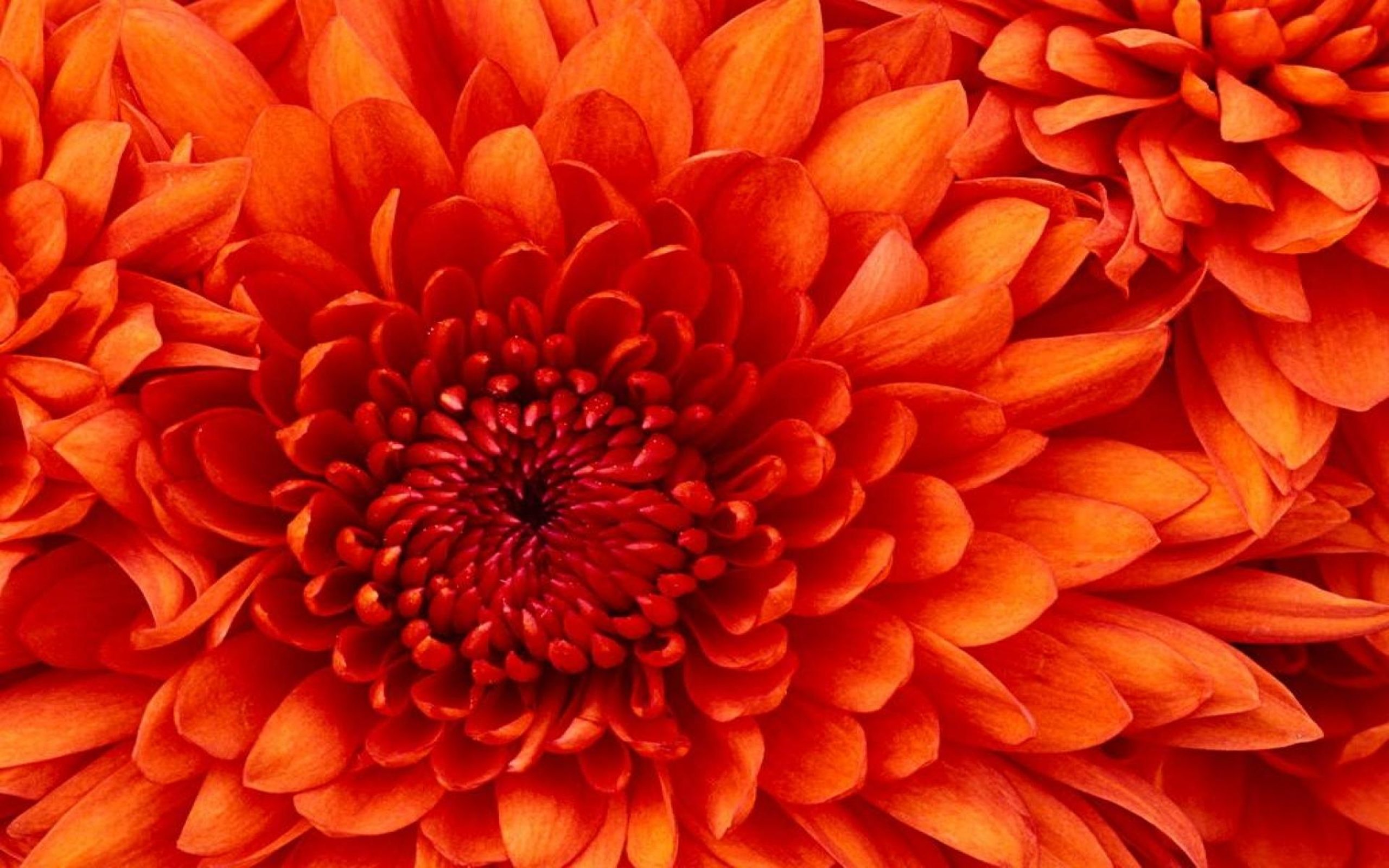 Orange Flower Wallpaper HD For Desktop Background