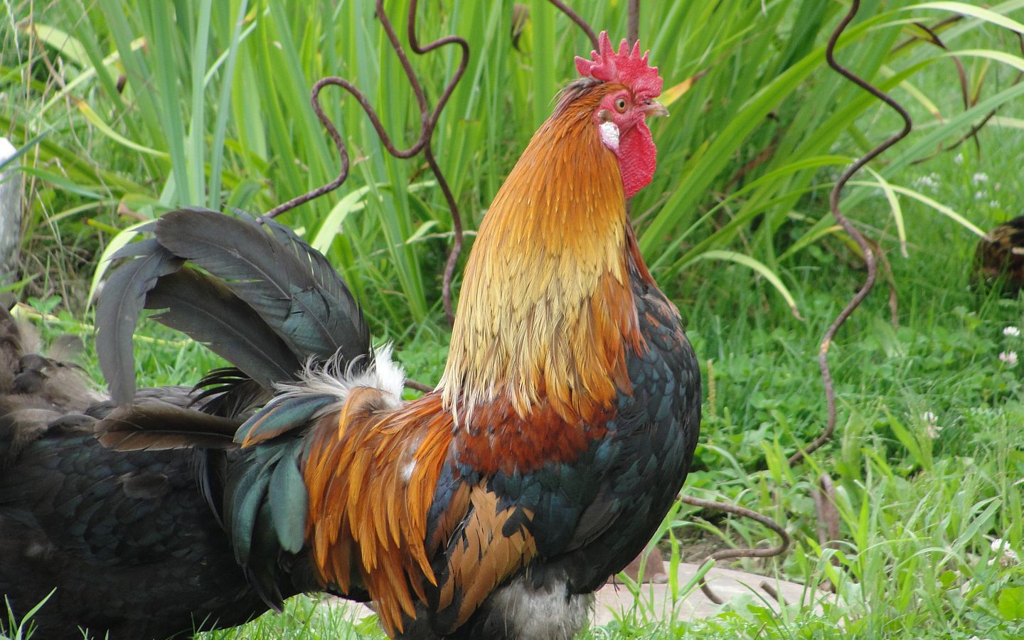 Rooster Wallpaper Photo And All Pictures