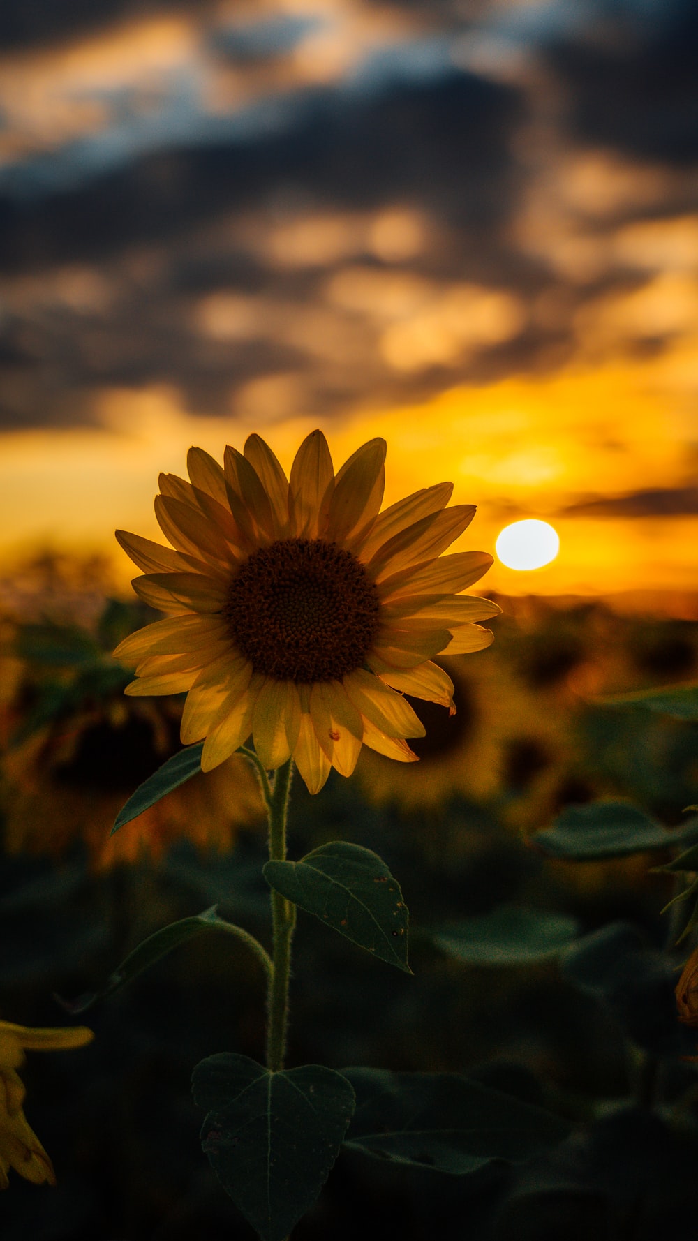 Selective Focus Photography Of Sunflower During Golden Hour Photo