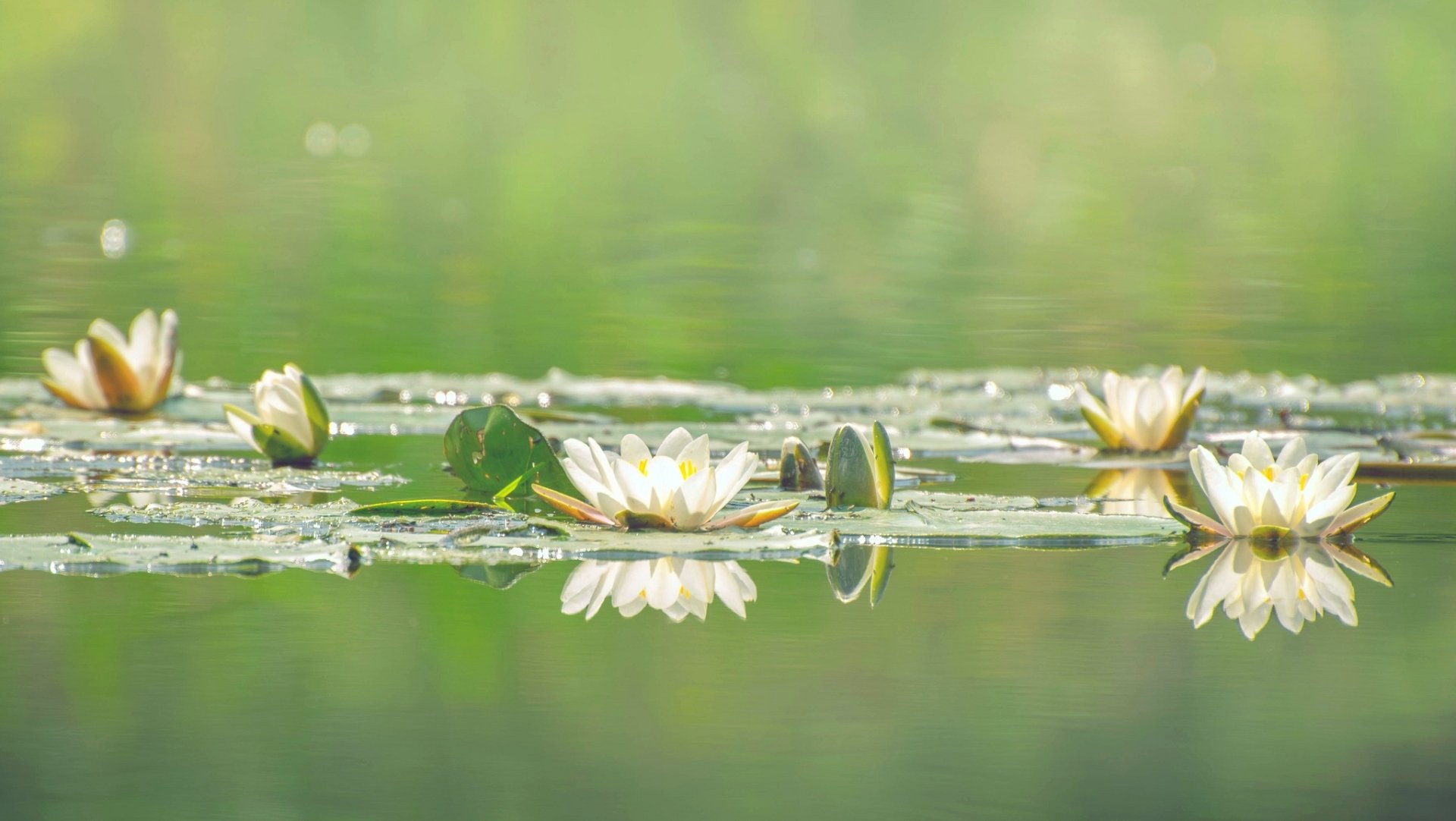White Flower Reflection Nature Lotus HD Wallpaper