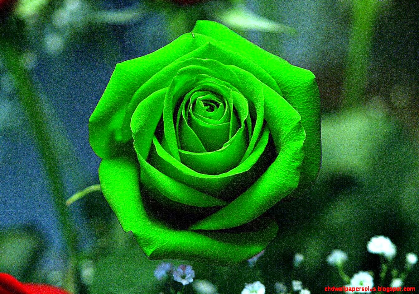 Green Rose HD Wallpaper Inn