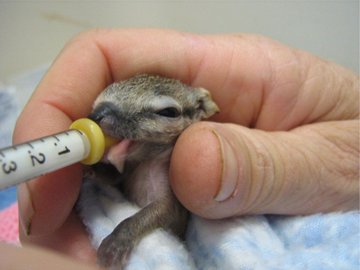 A baby squirrel being hand-fed with a syringe