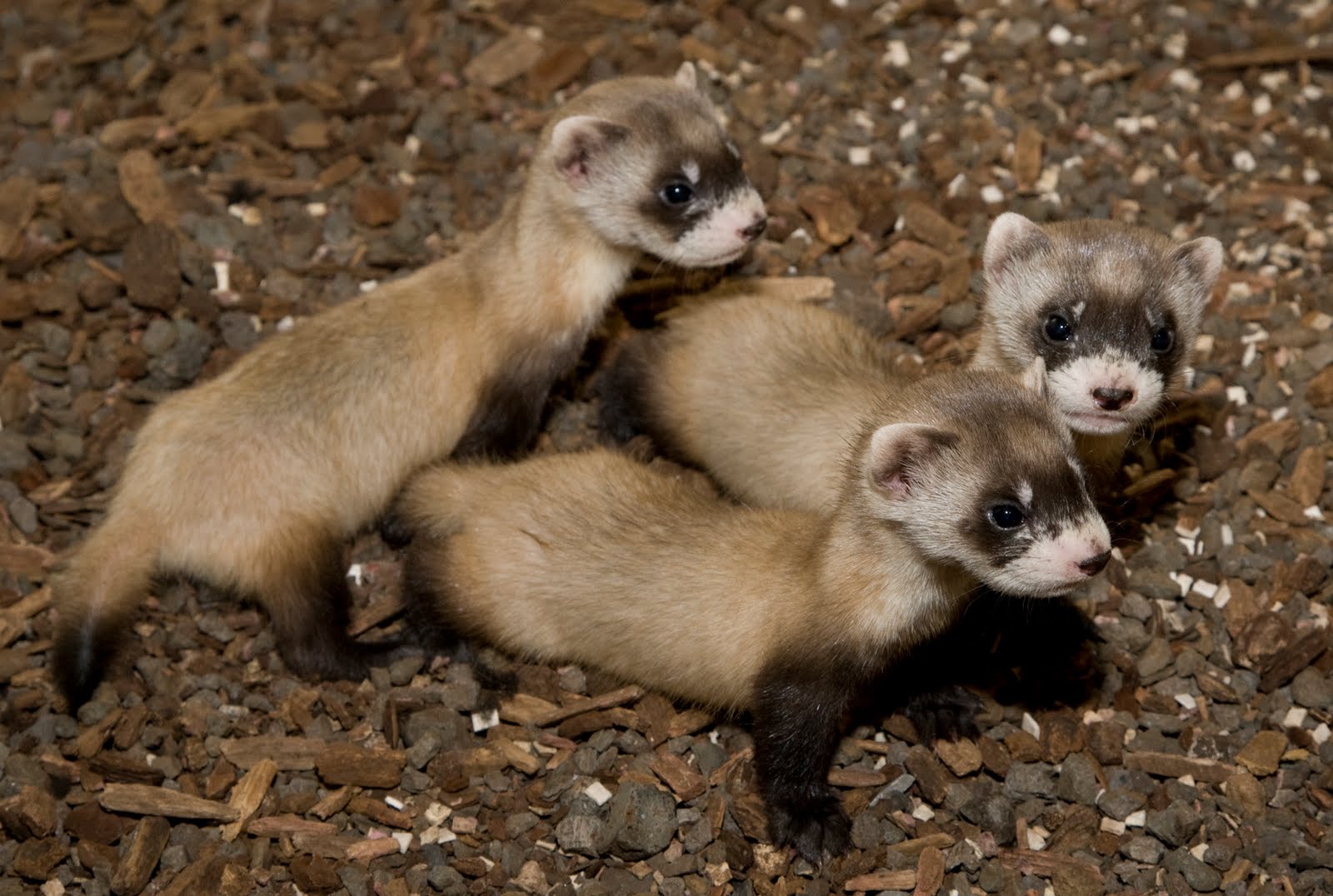 Baby Black Footed Ferret Image Pictures Becuo