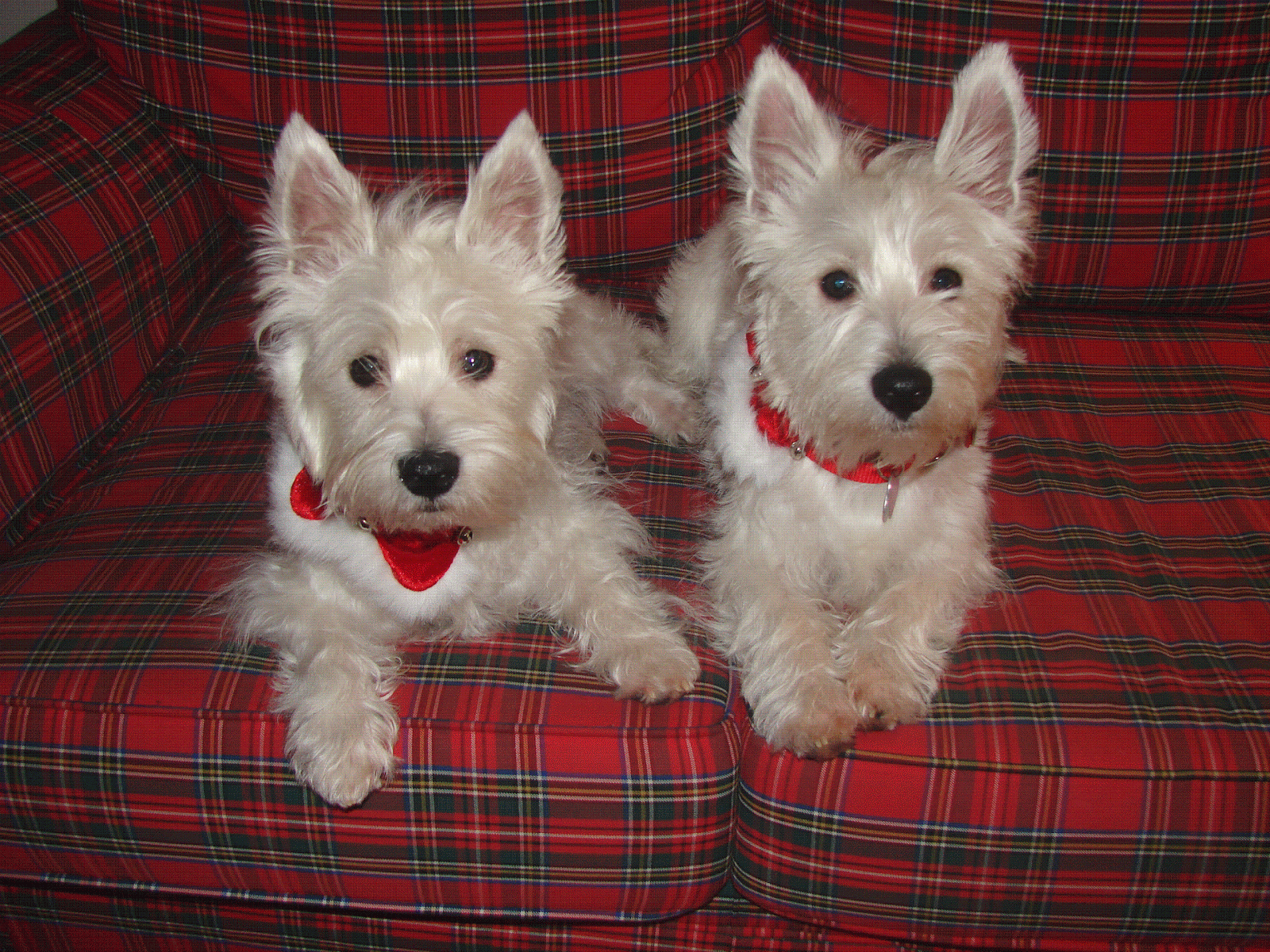 Westie Pair Dog Wallpaper Dogs Cute