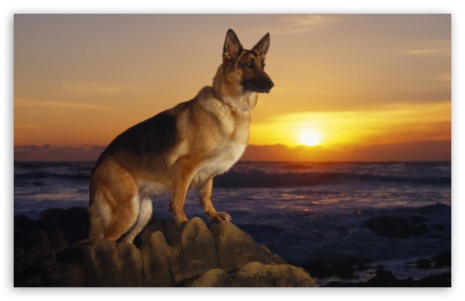 At The Beach German Shepherd HD Desktop Wallpaper Widescreen High