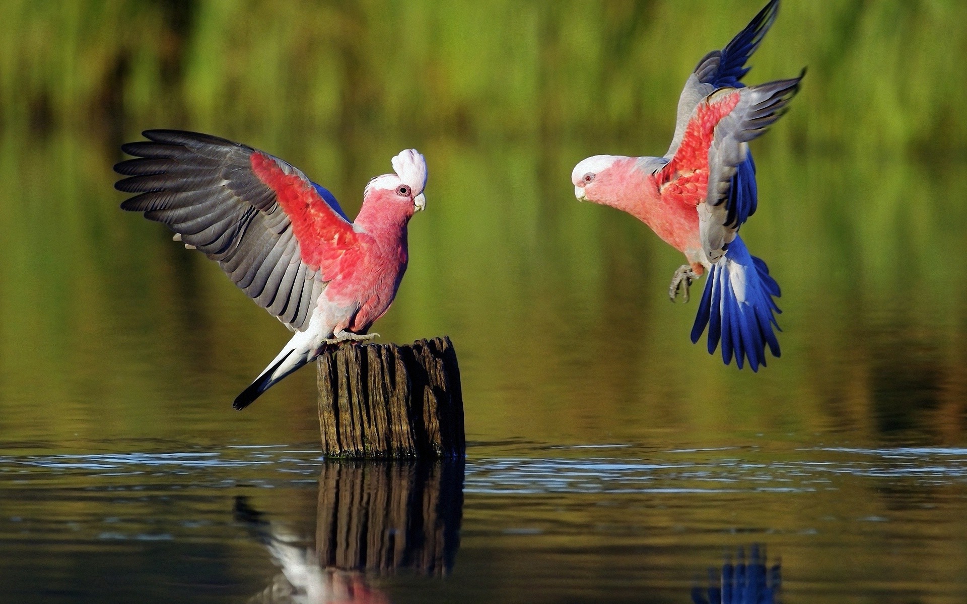 Nature Animals Birds Water Parrot Tree Stump Wallpaper HD