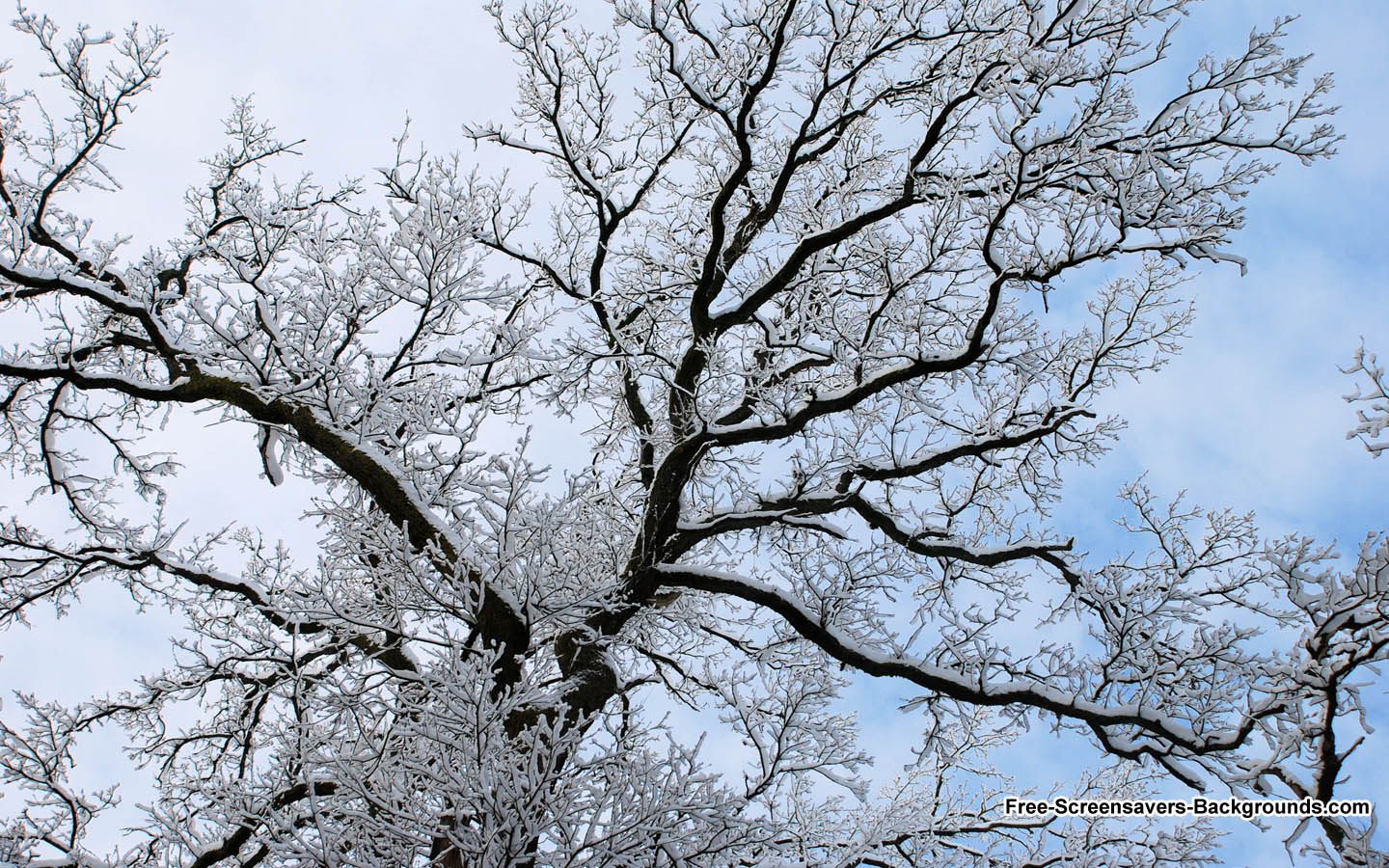 Snow Tree Branches Wallpaper   Free Screensavers and Backgrounds