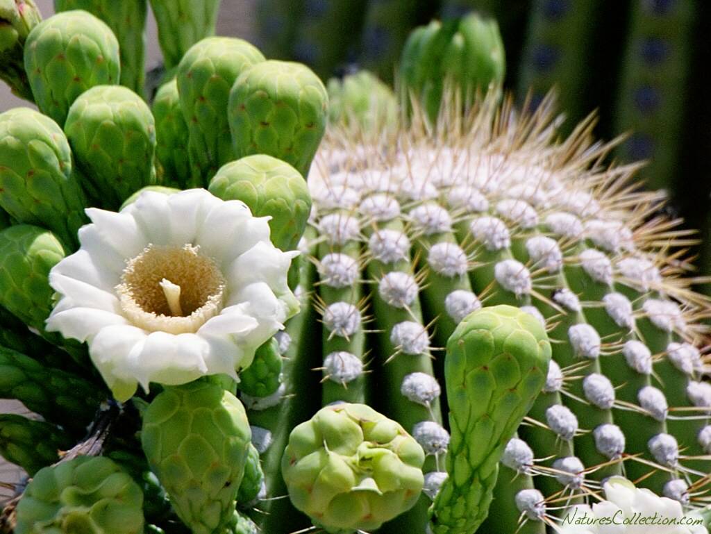 Cactus Flower Nature Wallpaper