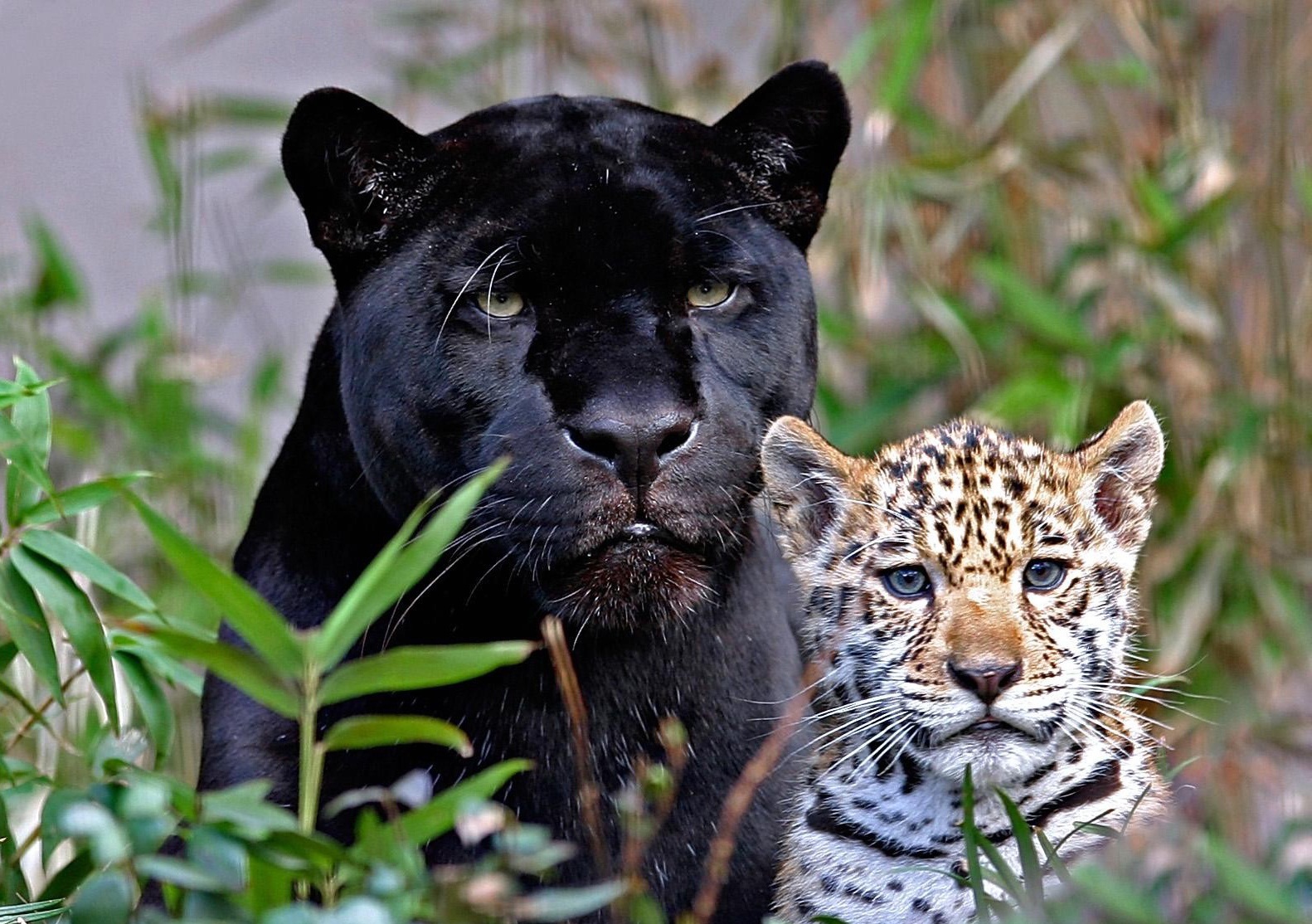 Labels Big Black Cats Wallpaper