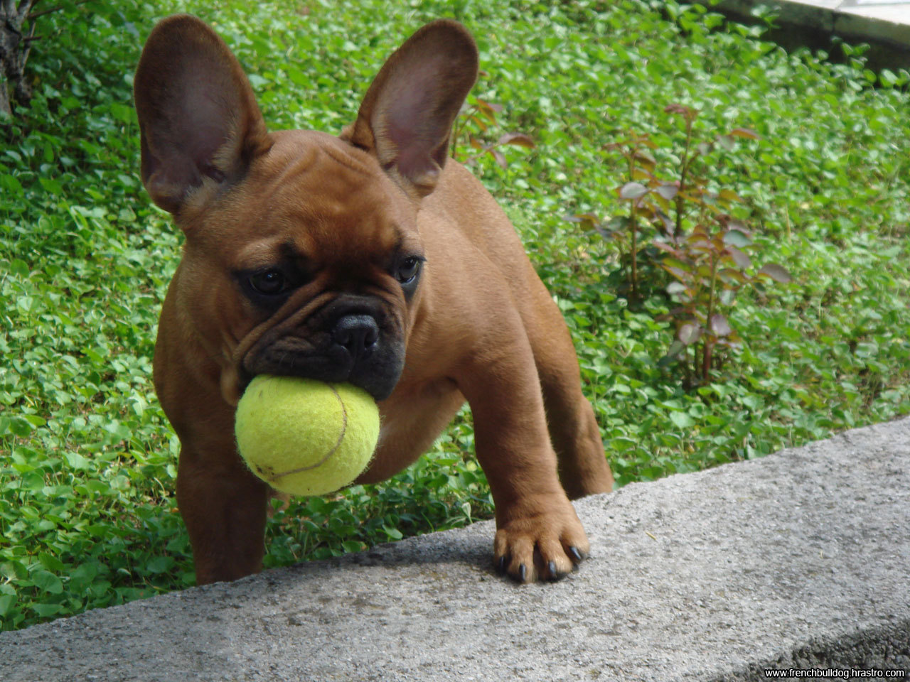 French Bulldog All Small Dogs Wallpaper