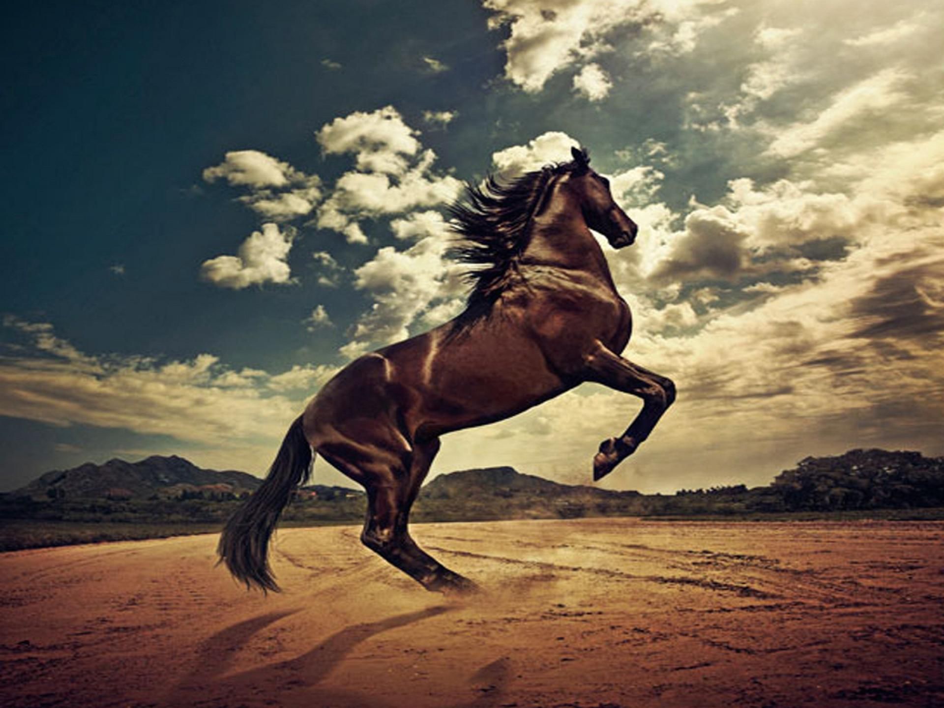 Stallion Horse Wallpaper Image Photos Pictures Pics