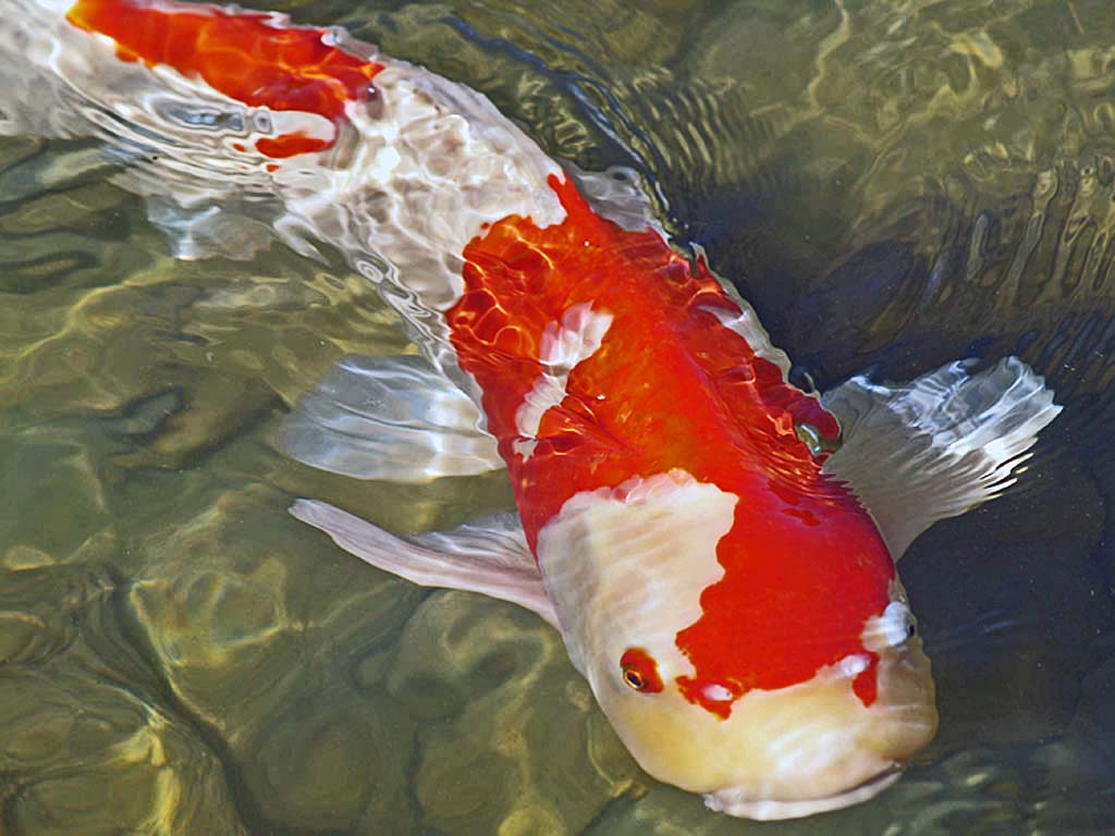  49 Koi  Live  Wallpaper  for PC on WallpaperSafari