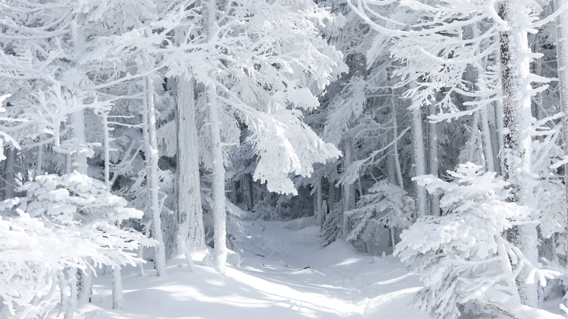Winter 1080p Wallpaper