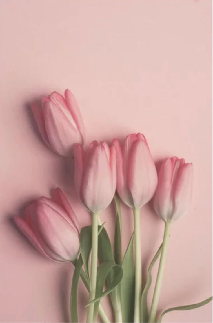 Pretty Pink Tulips Art Print By Joystclaire Society6