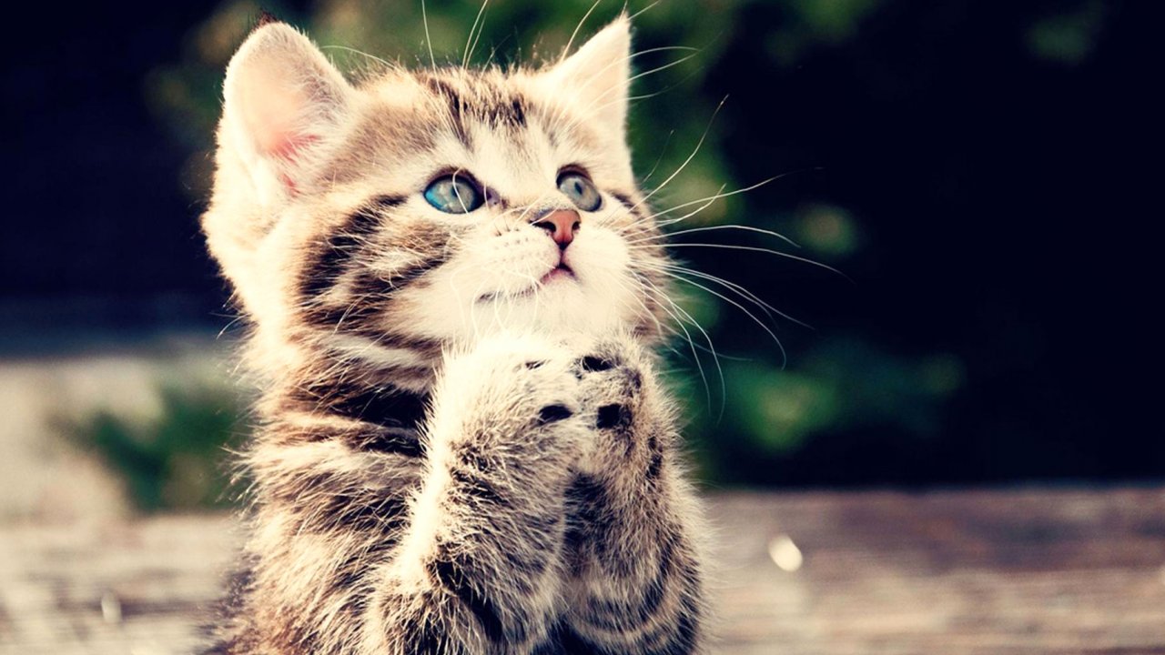 Cute Cat Praying HD Wallpaper Kittens Puffy Cats