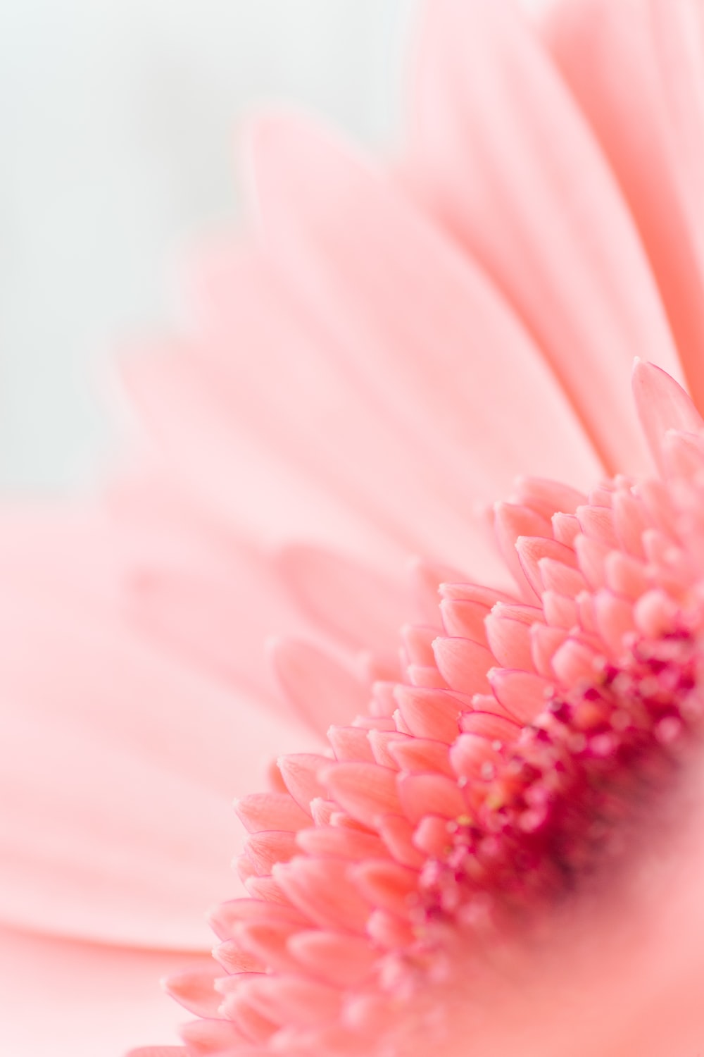30k Gerbera Pictures Download Free Images on