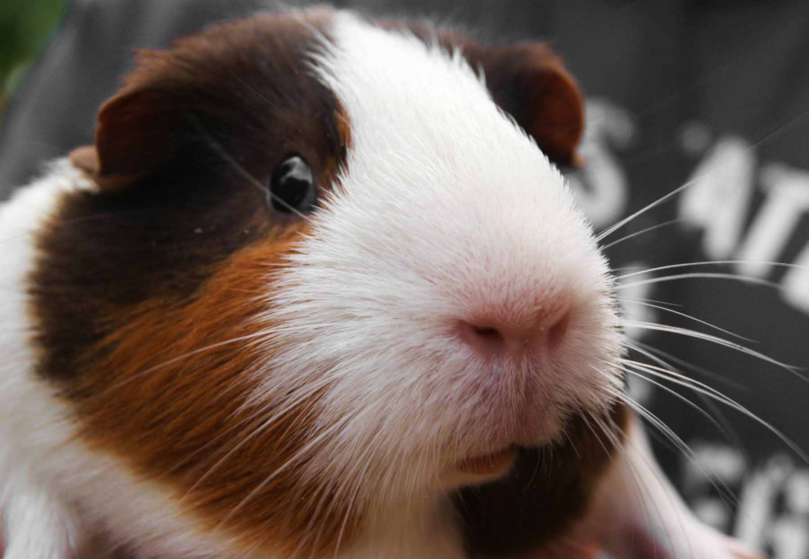 Guinea Pig Wallpapers 1600x1105