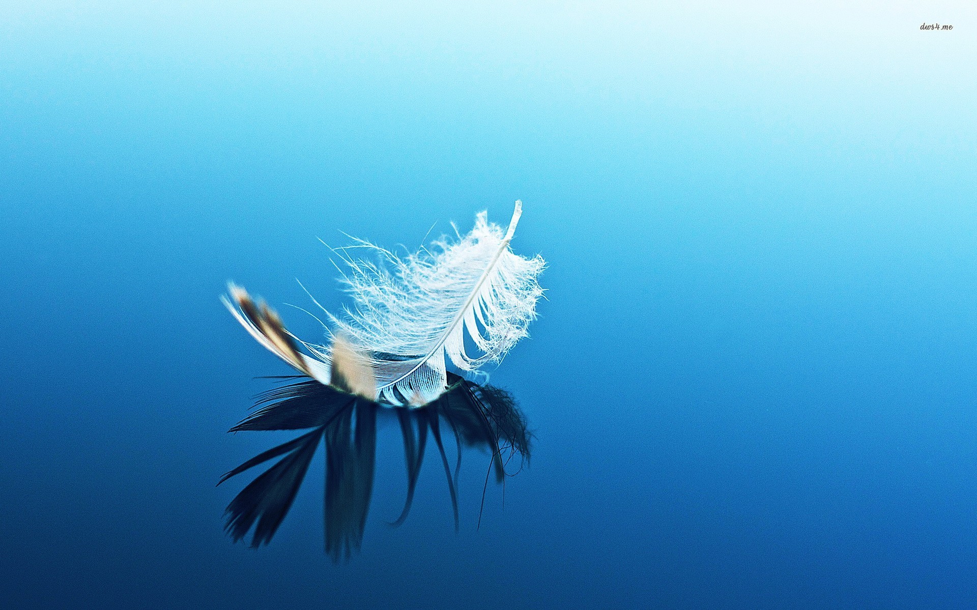 Feather On Blue Surface Wallpaper Photography