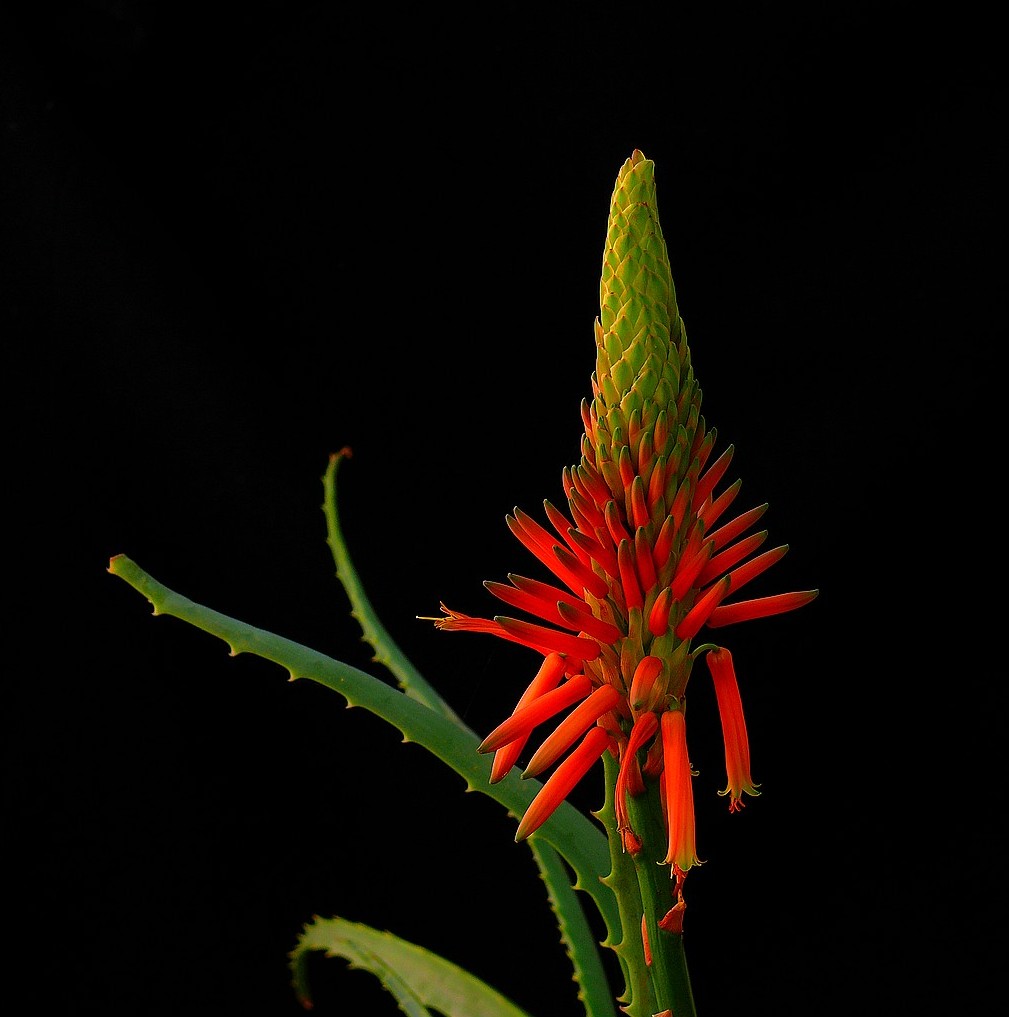 Flower Photos Aloes