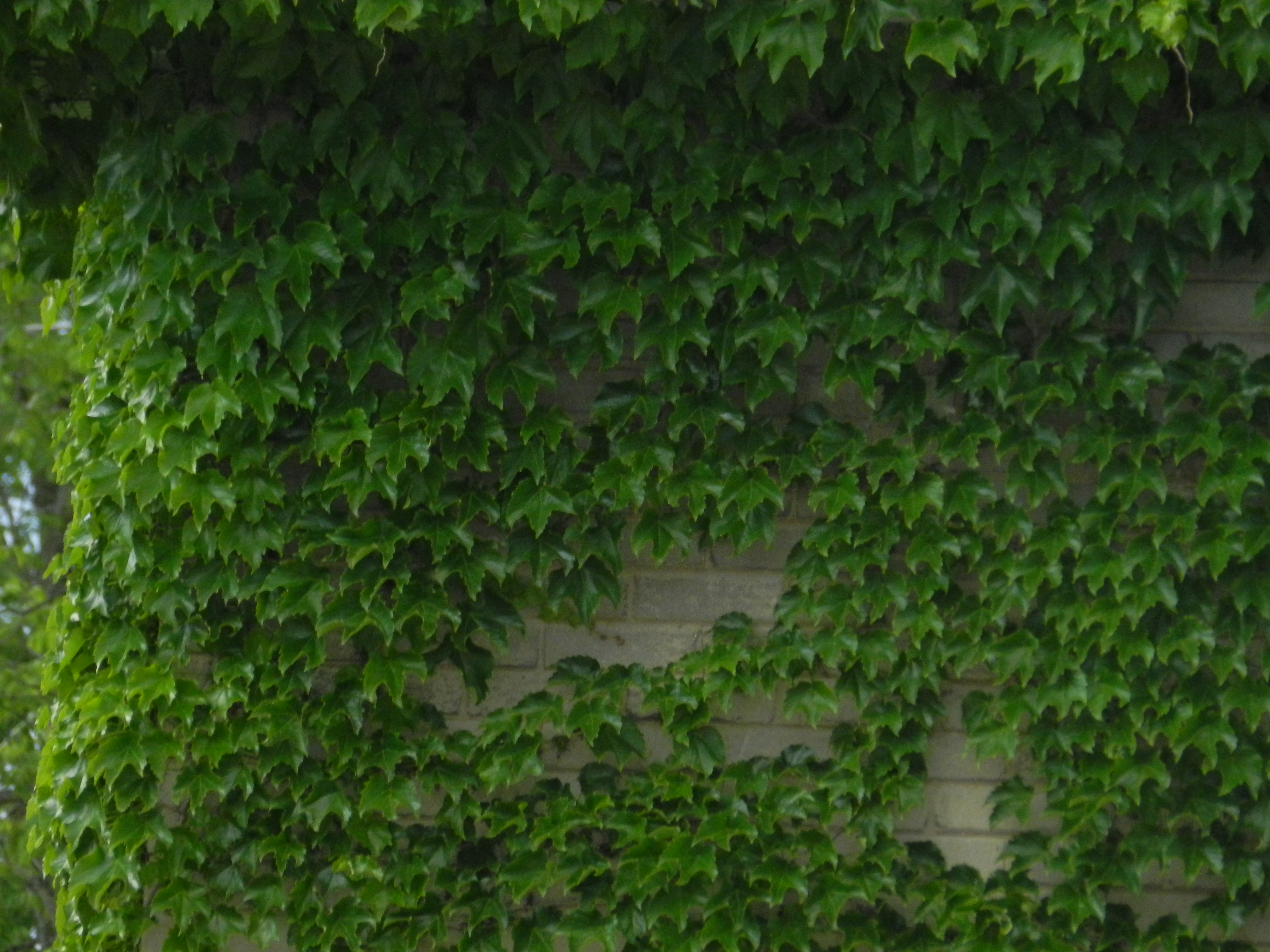 Wall Of Ivy Wallpaper