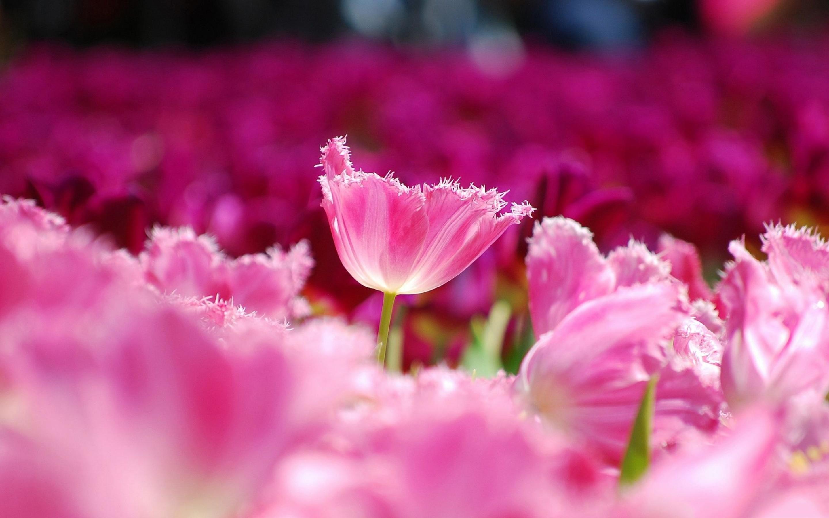 Pink Flowers Tulips HD Desktop Wallpaper Widescreen