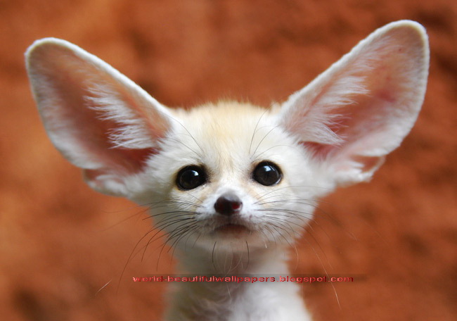 Free download Beautiful Wallpapers Top 10 Cutest Animals Ever ...