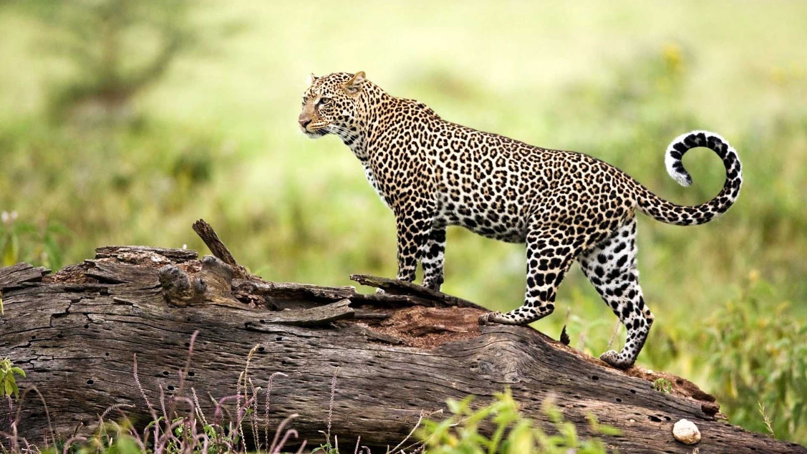Animal Leopard 1080p Wallpaper Photosjunction
