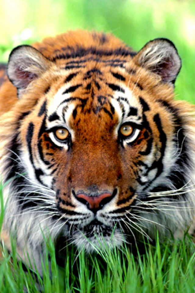Tiger iPhone Wallpaper HD