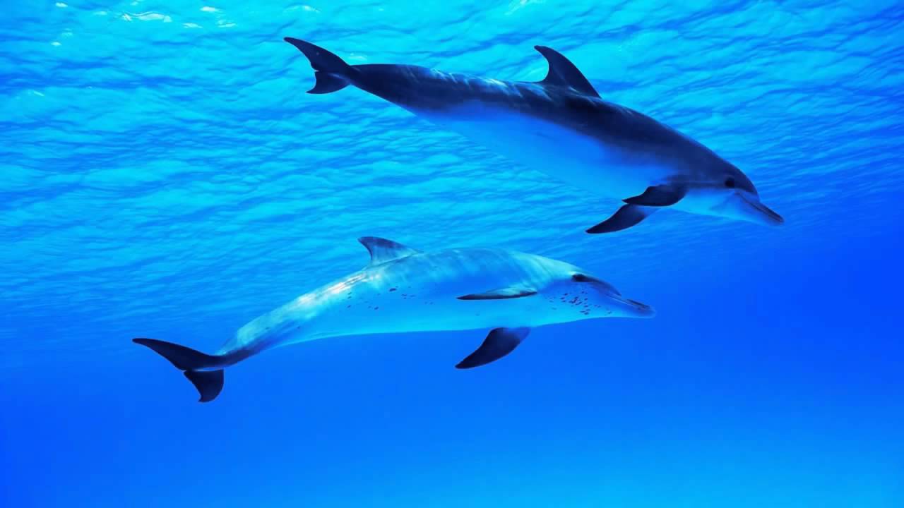 Hours Relaxing Music Dolphin Sounds Sleep Background Meditation