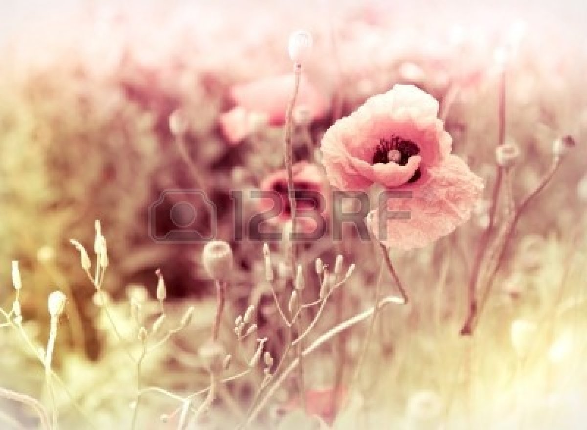 Photography Backgroundmorning Flowers Meadow Vintage Photo Background