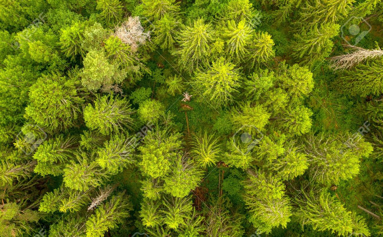 Pine Forest Top As Background Aerial Drone Shot Stock Photo