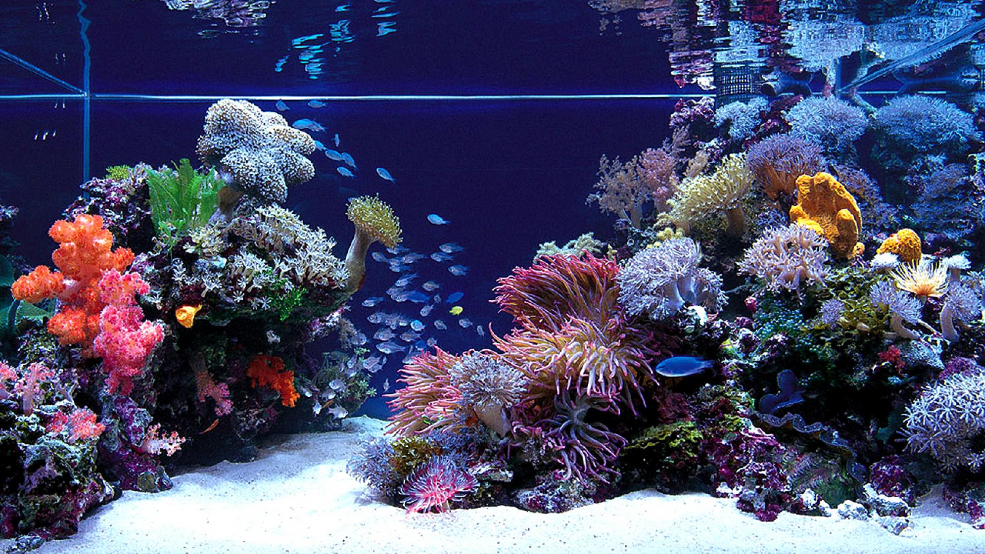 Real Aquarium Wallpaper
