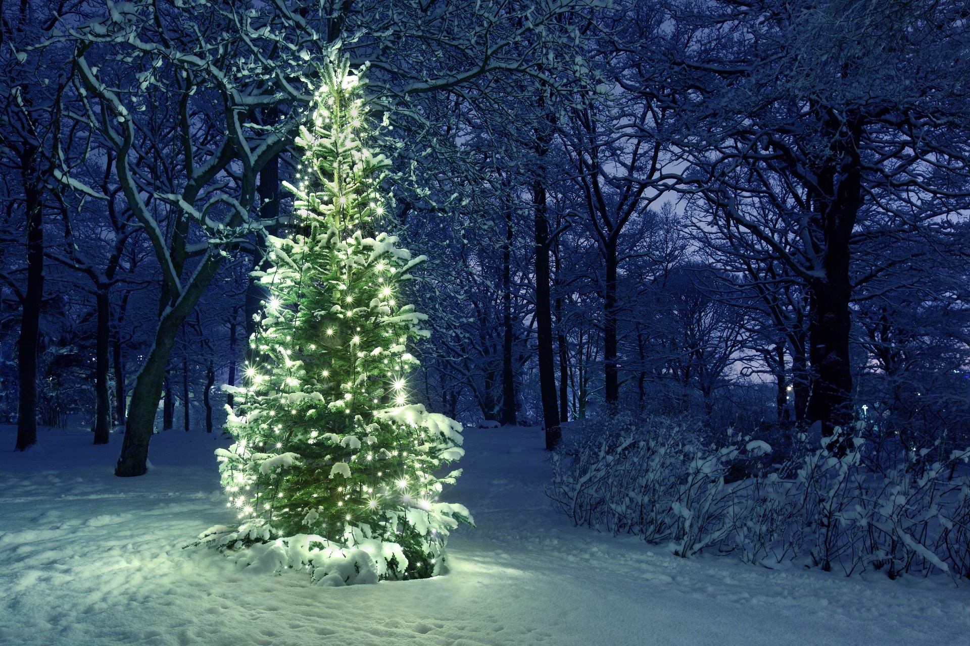 Holiday Christmas Tree Snow Winter Wallpaper
