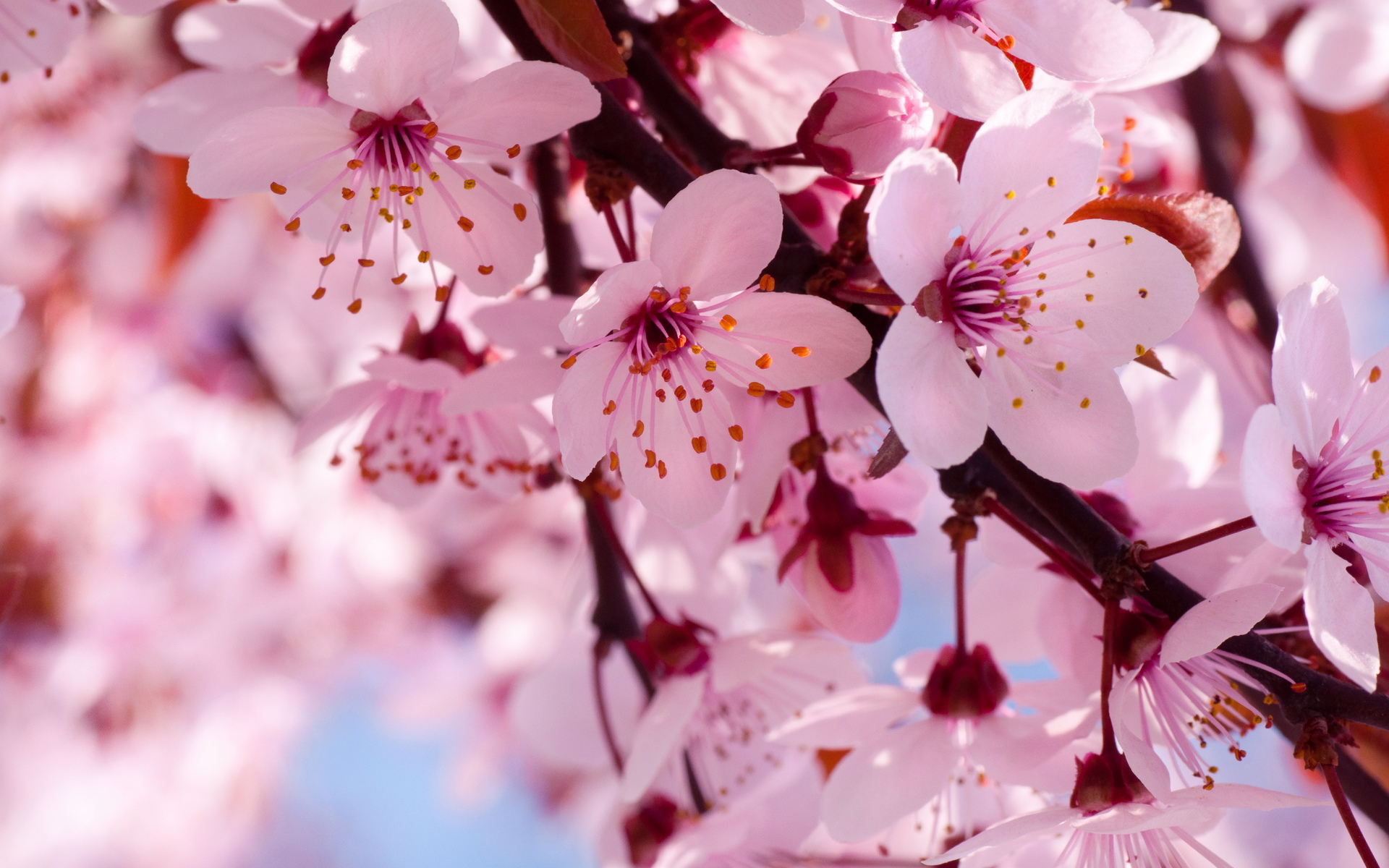 Japanese Cherry Blossom Desktop Wallpaper - WallpaperSafari