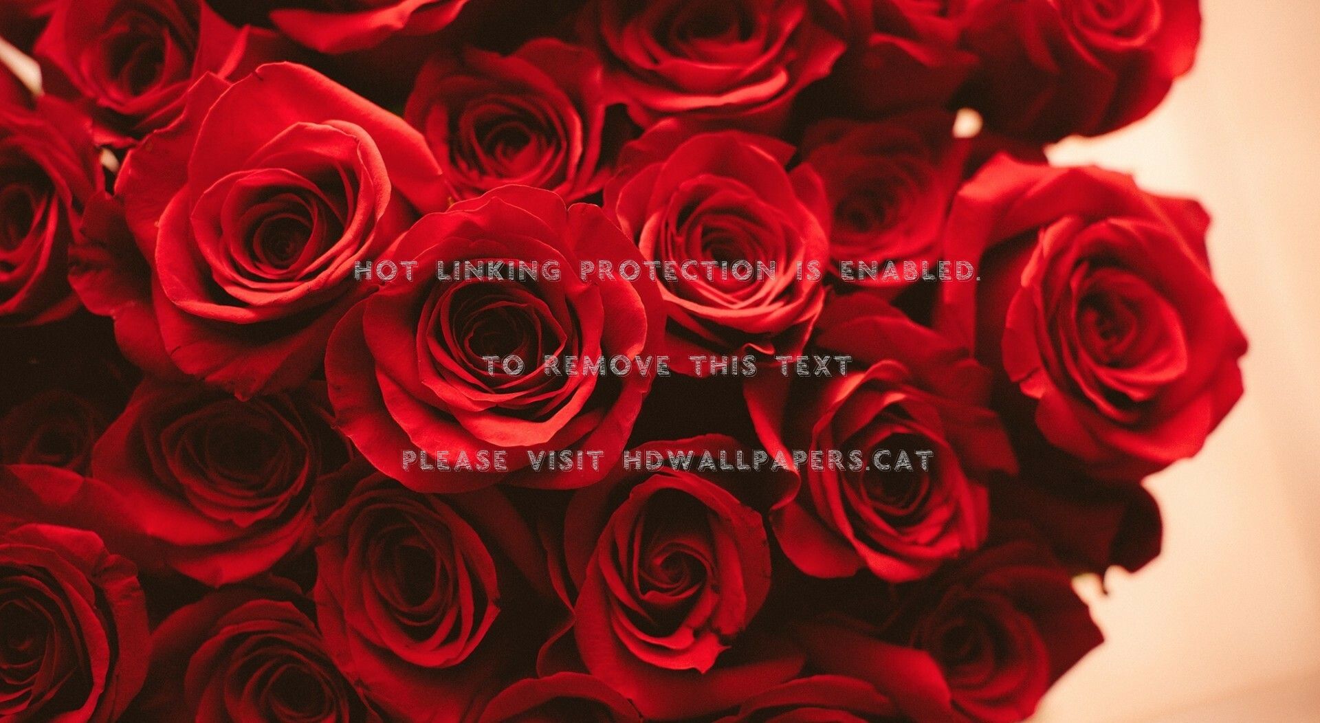 Red Rose Aesthetic Wallpaper On