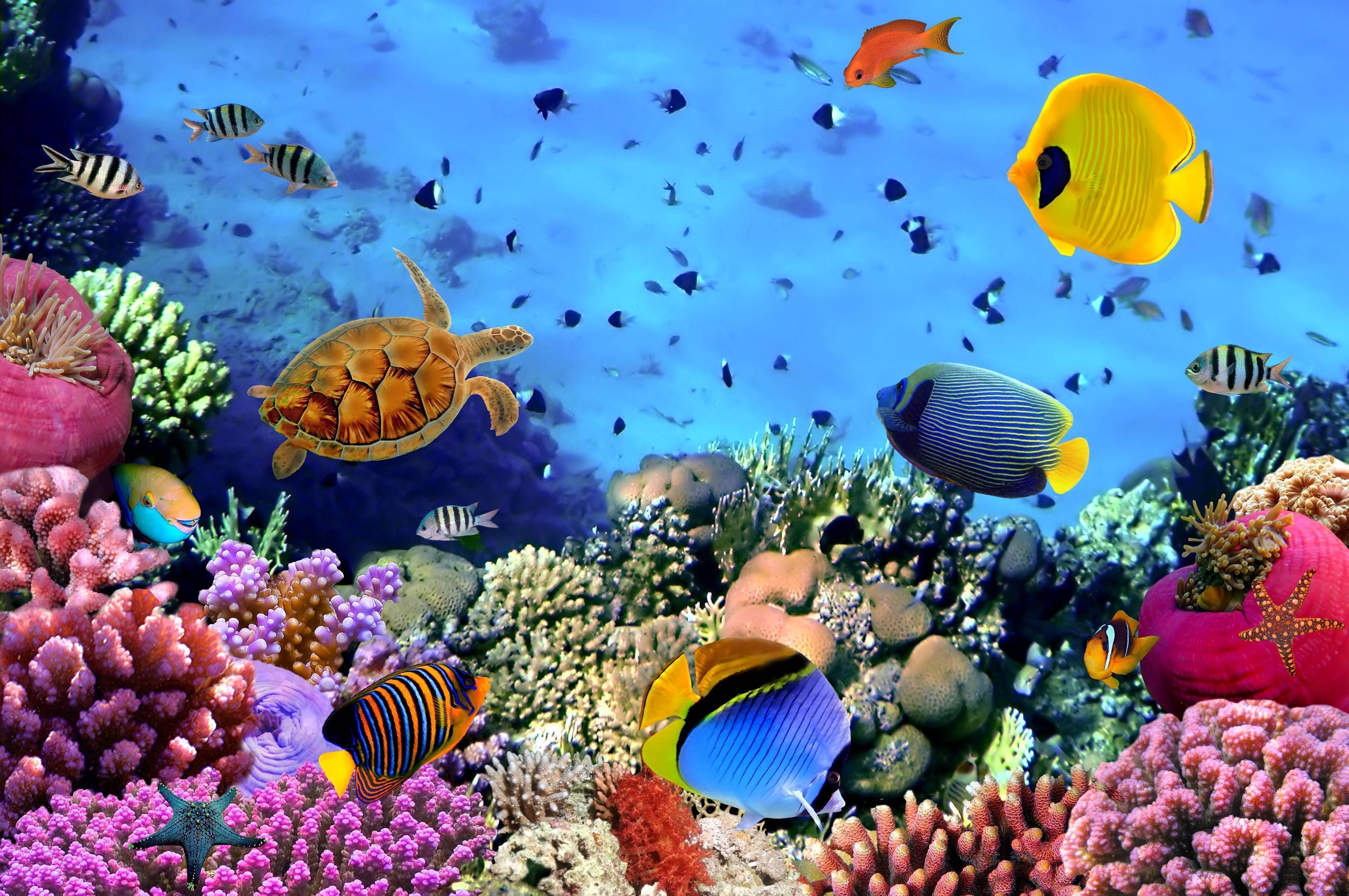 Underwater Desktop Background