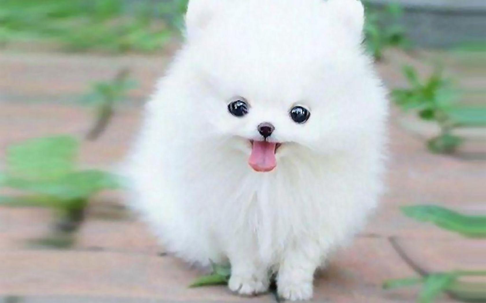 Teacup Pomeranian Puppy Maxie Wallpaper HD