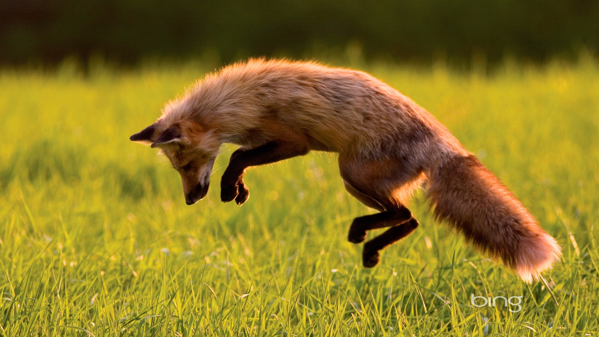Canadian Red Fox Bing Wallpaper