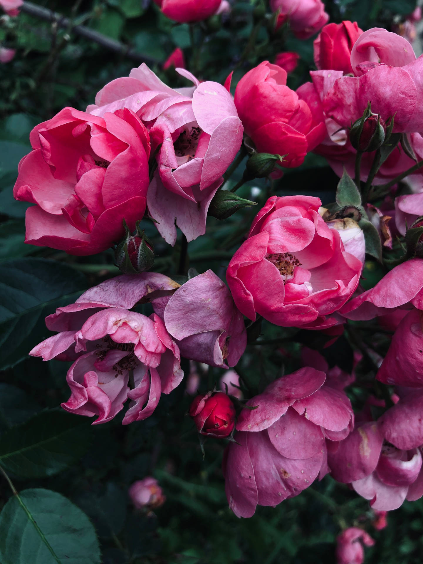 Top Rose iPhone Wallpaper Full HD 4k To Use